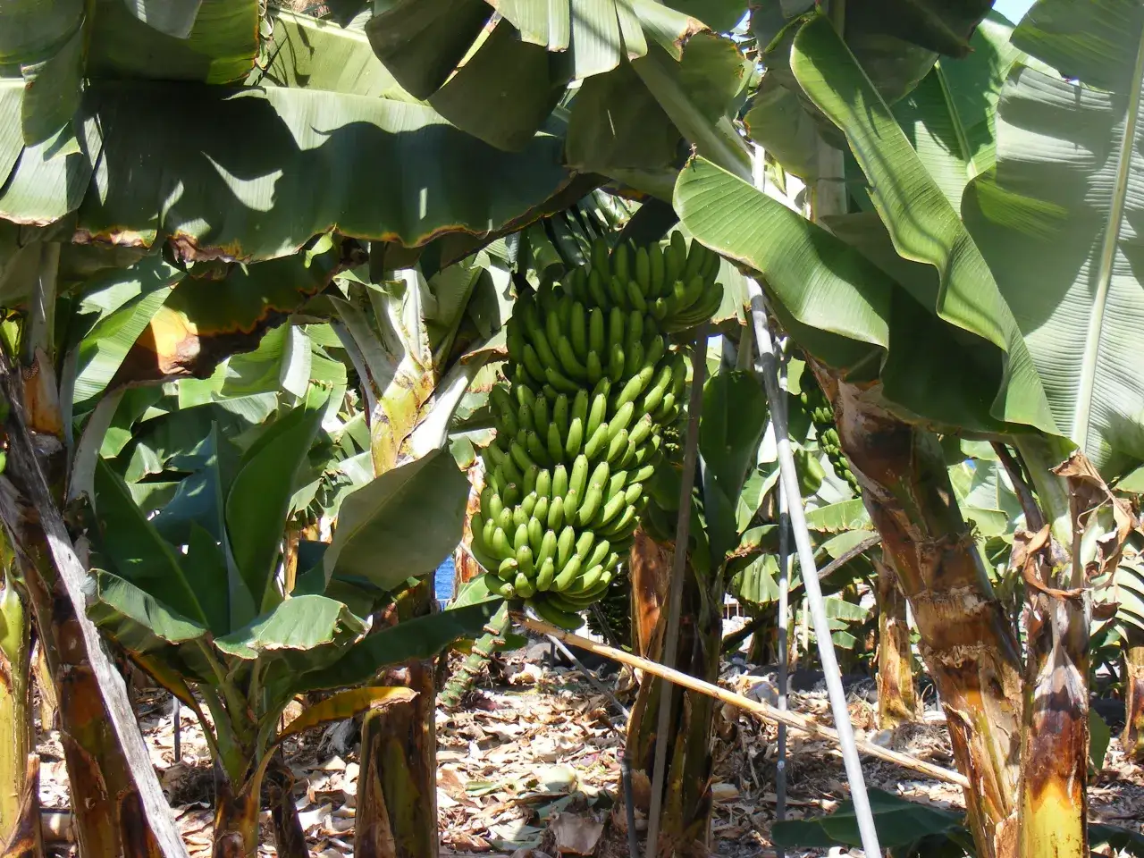Plantacja bananów egzotyczna