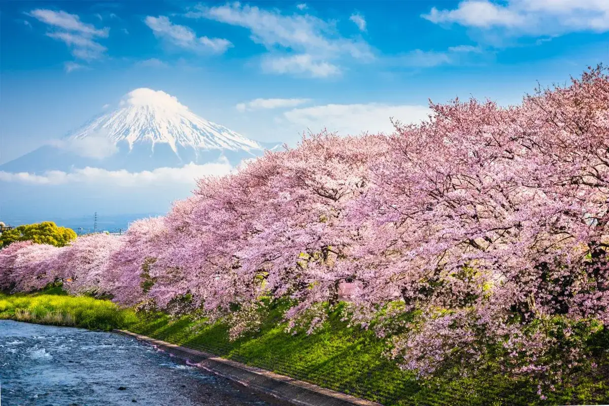 Japonia kwitnąca wiśnia