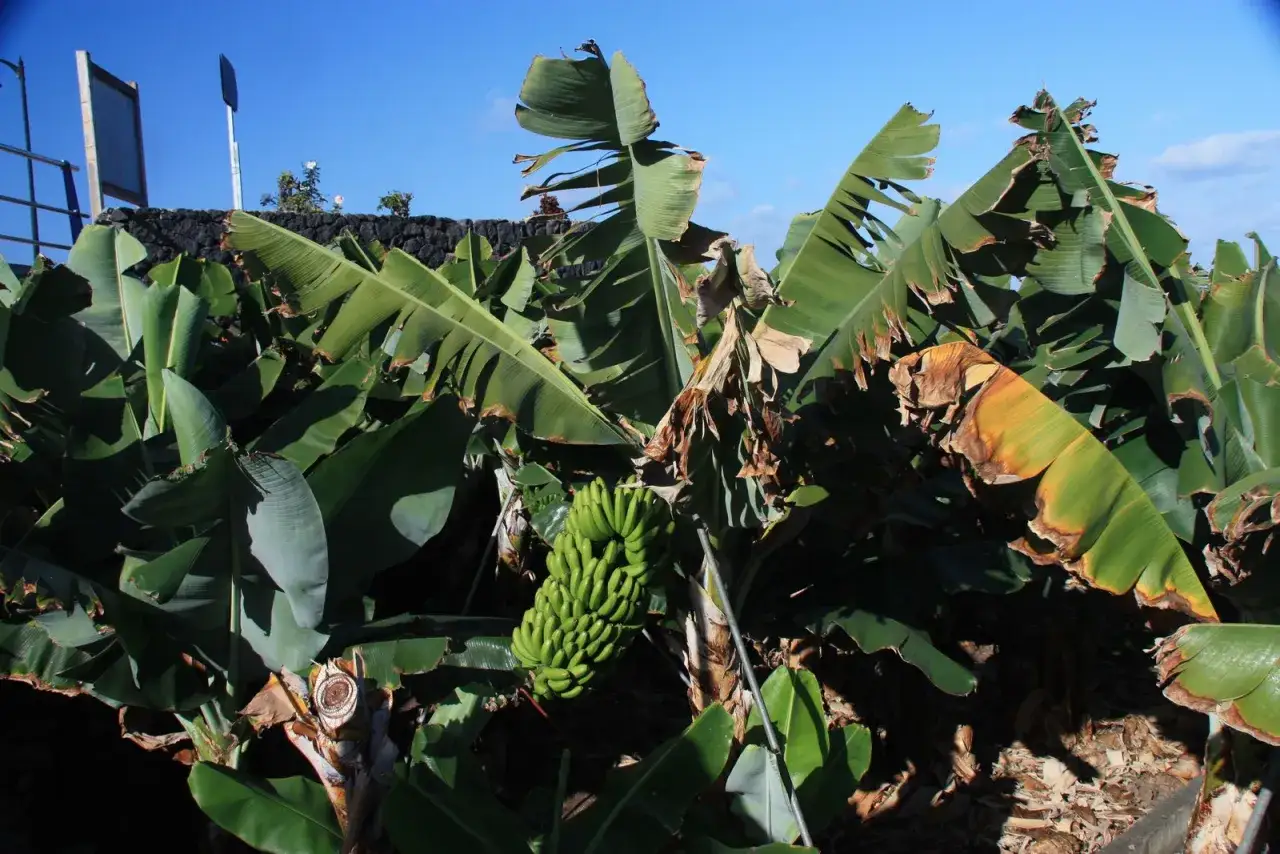Plantacja bananów Wyspy Kanaryjskie